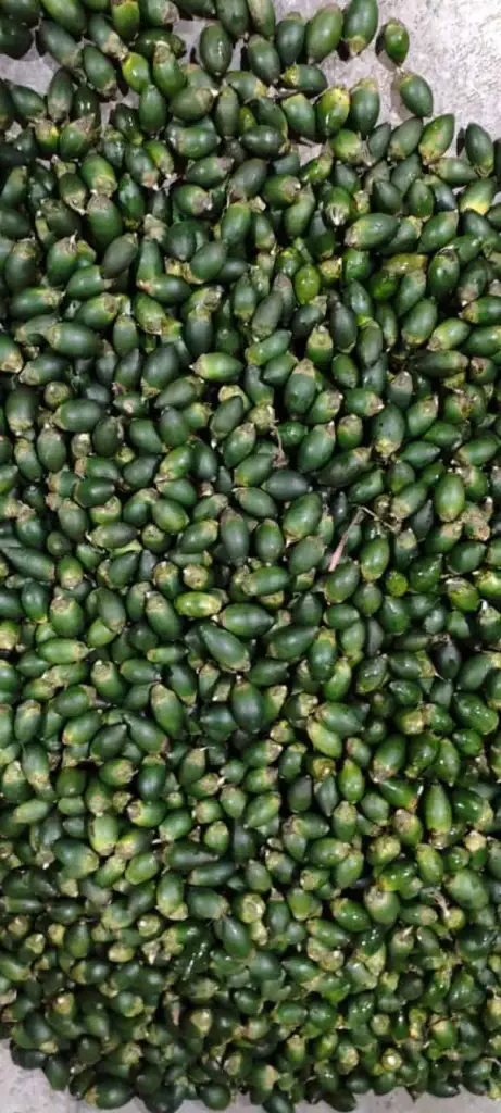 pinang muda