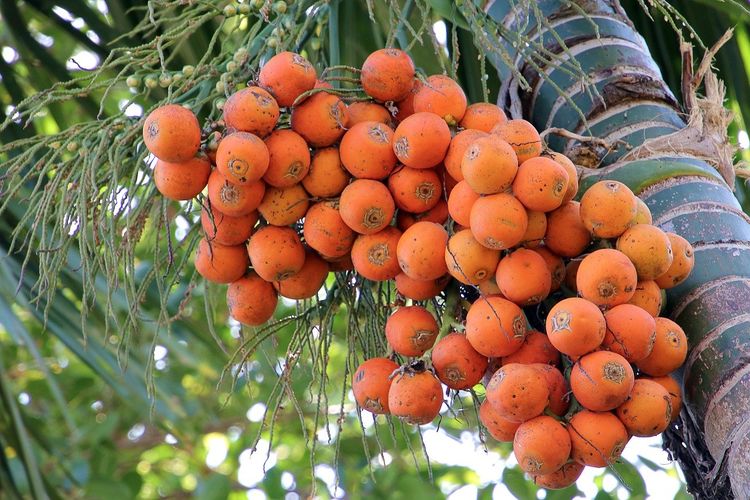 Potensi Budidaya Pinang Orange Daerah Sumatera