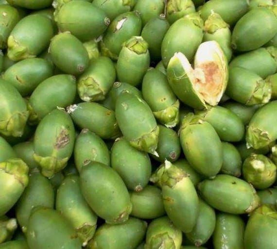 Keunggulan Pinang Muda
