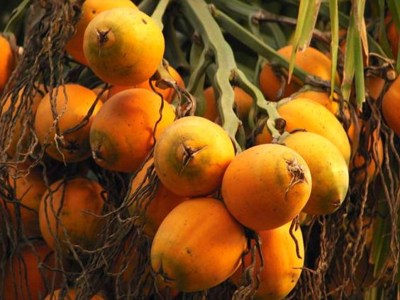 Kriteria Pinang Orange Grade 90–95