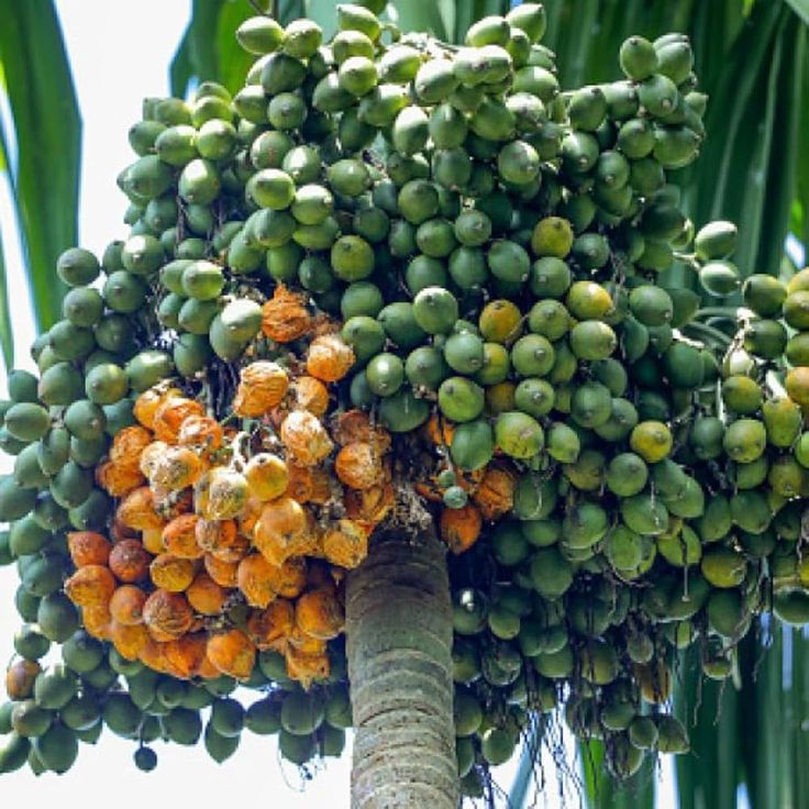varietas pinang terbaik dari Indonesia