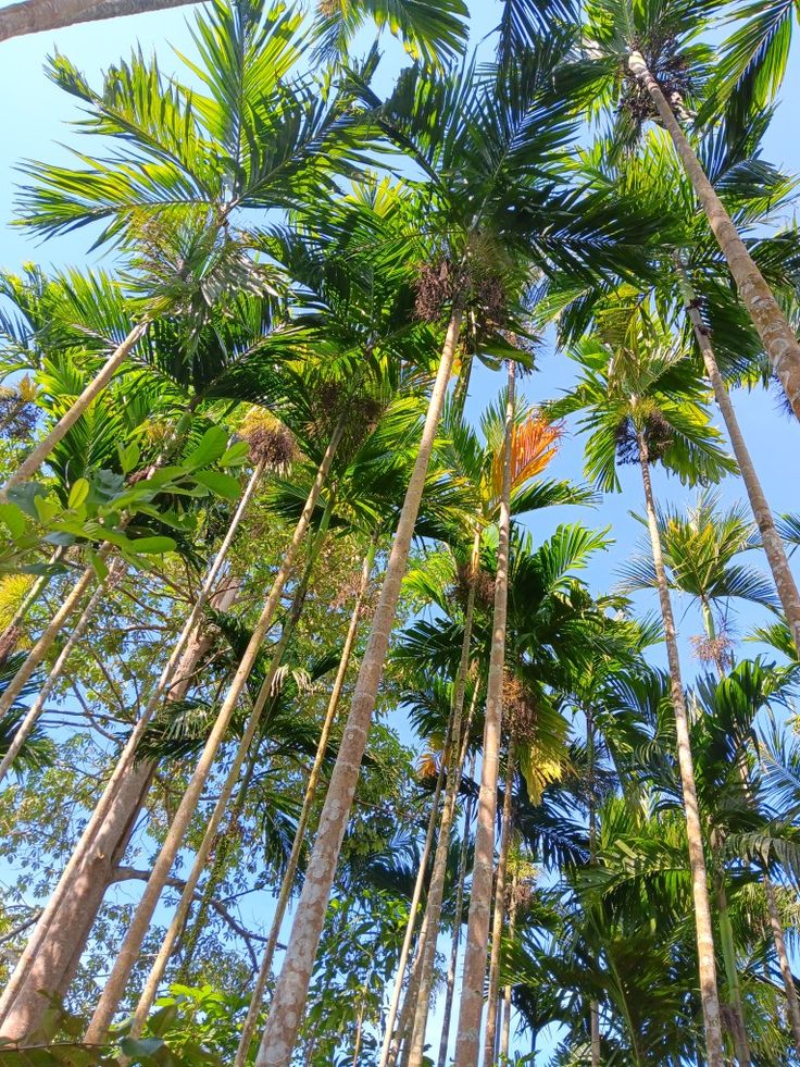 Ciri-Ciri Pohon Pinang