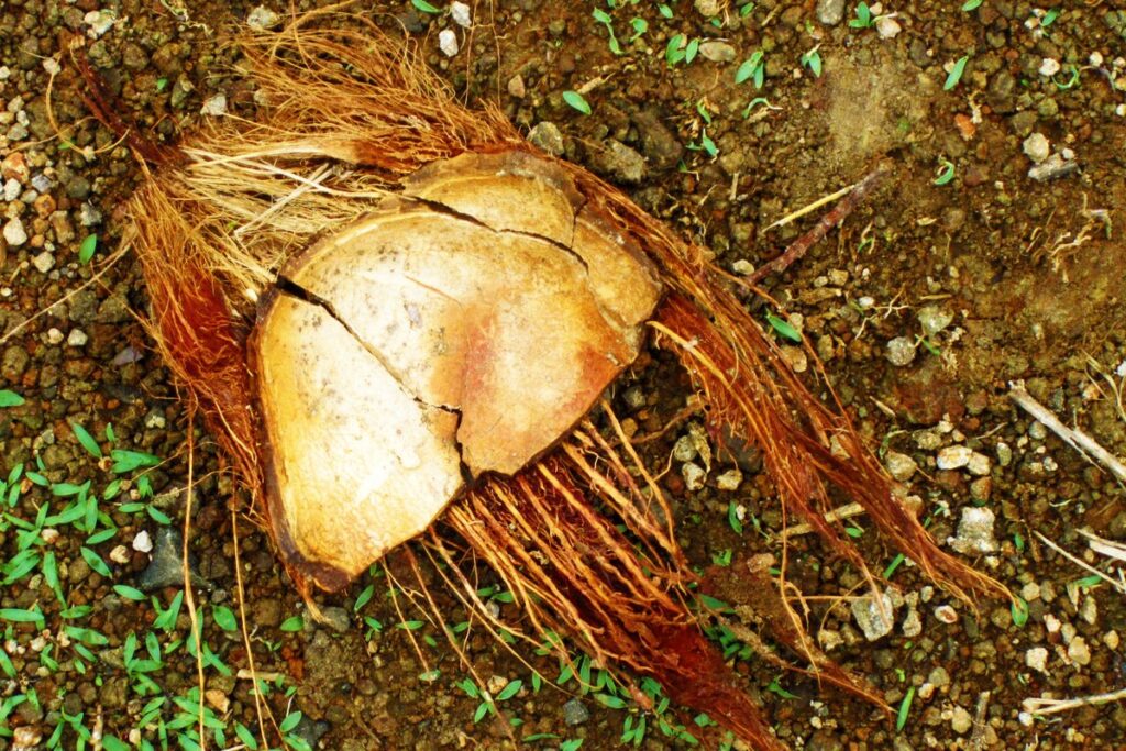 Arang Tempurung Kelapa untuk BBQ: Lebih Panas dan Lebih Lama